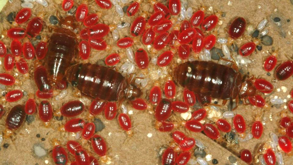 Where Do Bed Bugs Come From?