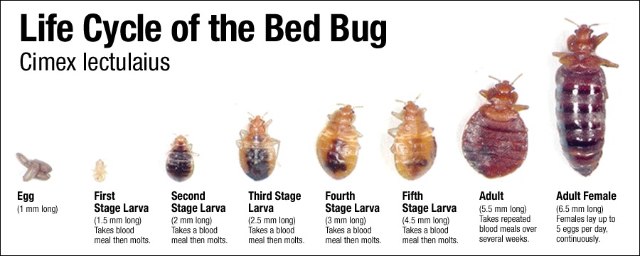 where-do-bed-bugs-come-from