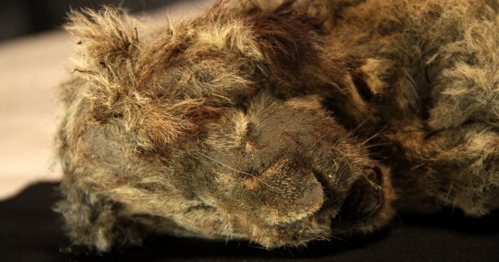 Frozen cave lion still has whiskers and fur despite being 28,000 years old